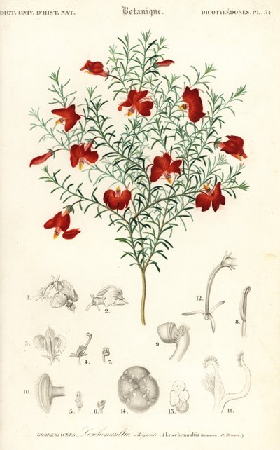 Leschenaultia rossa, Leschenaultia formosa (incisione) da Unbekannter Künstler