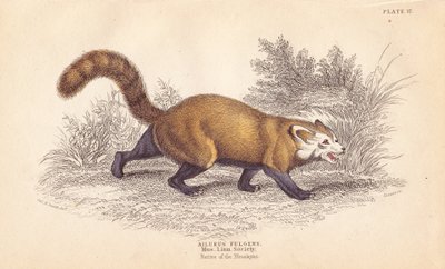 Panda rosso, Ailurus fulgens. Vulnerabile. Da un esemplare nel Museo della Linnean Society. Incisione su acciaio colorata a mano di Lizars dopo un