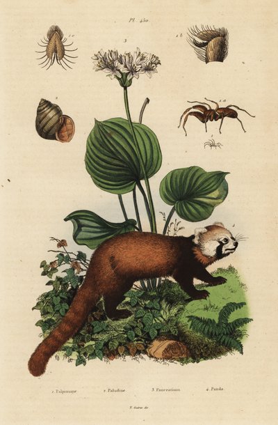 Panda rosso, Ailurus fulgens, in pericolo, giglio di Natale settentrionale, Proiphys amboinensis, chiocciola di fiume, Viviparus viviparus, e ragno, specie Palpimanus da Unbekannt