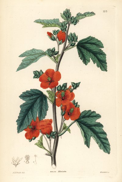 Globemallow rosso porpora, Sphaeralcea miniata (Malva miniata) da Unbekannter Künstler