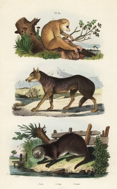 Loris sottile rosso, Loris tardigradus in pericolo, lupo, Canis lupus e lontra eurasiatica, Lutra lutra da Unbekannt