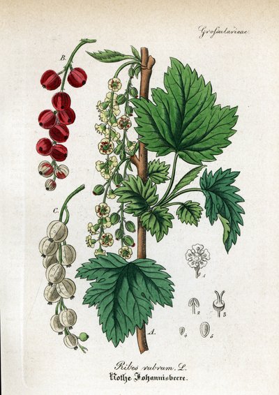 Ribes rosso, Ribes rubrum. Incisione a mano colorata su rame dal Hand-Atlas sammtlicher mediinisch-pharmaceutischer Gewachse di Dr. Willibald Artus da Unbekannter Künstler