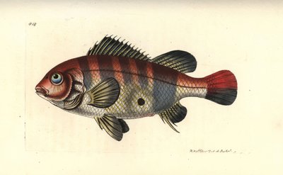Mangiatore di terra a strisce rosse, Geophagus surinamensis (sparus del Suriname, Sparus surinamensis) da Unbekannter Künstler