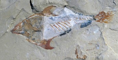 Resti di un animale conservati come fossile da Unbekannter Künstler