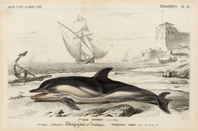Rappresentazione di un delfino in "Dictionnaire Universale d