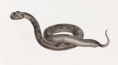 Rettile: Una vipera da Unbekannt