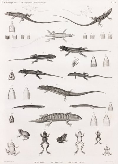 Rettili: serie di illustrazioni di lucertole, scinchi e rane da Unbekannt