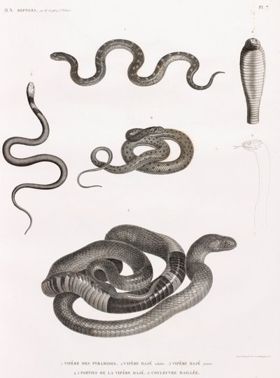 Rettili: serie di illustrazioni di serpenti da Unbekannt