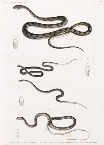 Rettile: serie di illustrazioni di serpenti da Unbekannt