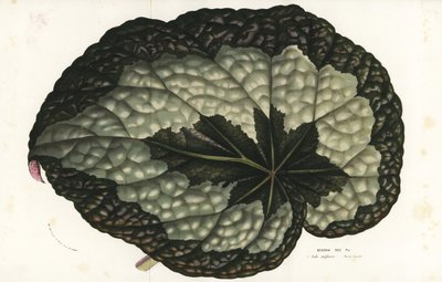 Foglia di begonia rex, Begonia rex. India. Litografia a mano colorata da Louis van Houtte e Charles Lemaire