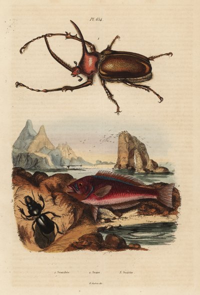 Coleottero scarabeo rinoceronte, Golofa porteri 1, pesce scaride cretese, Scarus creticus 2, e coleottero Scarites buparius 3 da Unbekannt