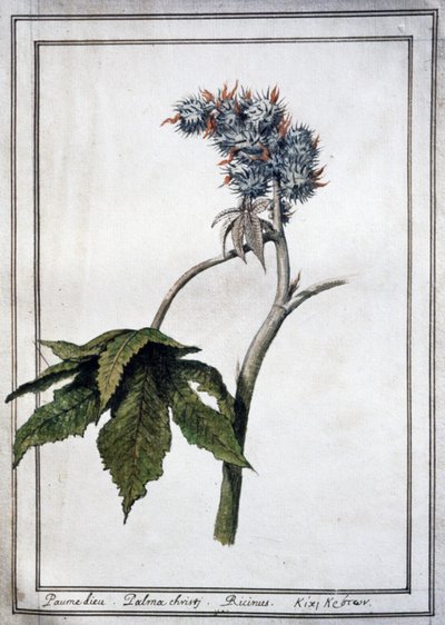 Ricinus communis da Unbekannter Künstler