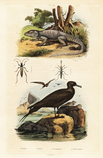 Agama rocciosa e jaeger parassita, 1834-1839 (incisione) da Unbekannter Künstler