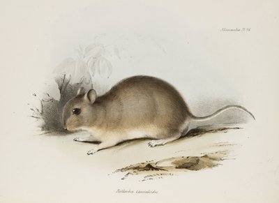 Roditore, c 1832-1836 da Unbekannter Künstler