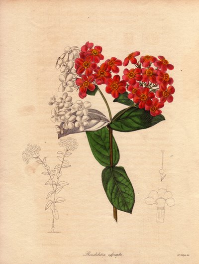 Rondeletia scarlatta o profumata (Rondeletia odorata). Arbusto originario di Panama e Cuba, sempreverde e cespuglioso, misura 2-3 metri di altezza e fiorisce in primavera con fiori rosa e arancione giallo, molto profumati. Illustrazione di Augusta Innes Wi da Unbekannter Künstler