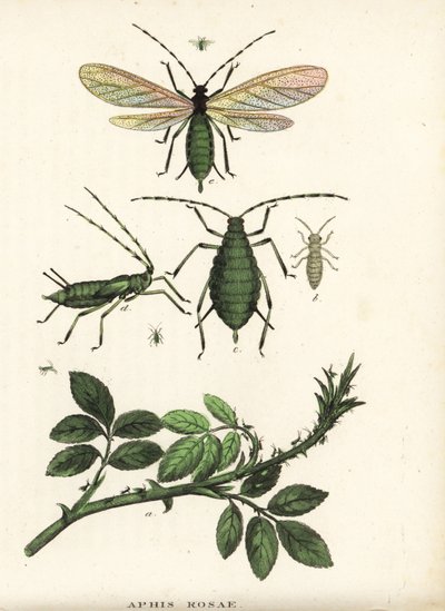 Afide della rosa, Aphis rosae, su cespuglio di rose. Litografia colorata a mano dalla 