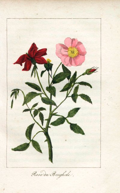 Rosa del Bengala (incisione) da Unbekannter Künstler