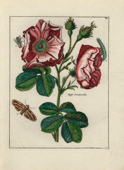 Rosa provincialis con insetti. Litografia attribuita a Paul Theodor van Brussel, pubblicata in 