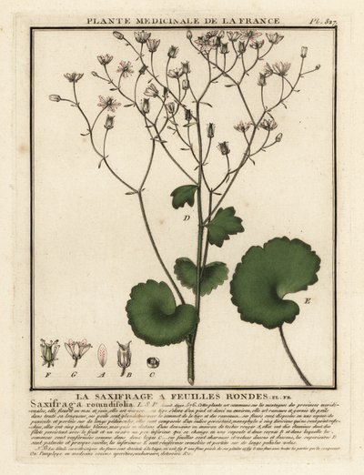 Sassifraga a foglie rotonde, Saxifraga rotundifolia da Unbekannter Künstler