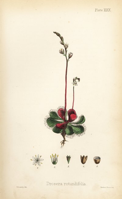 Drosera a foglie rotonde, Drosera rotundifolia. Litografia colorata a mano di Henry Sowerby da Flora Homeopathica di Edward Hamilton, Bailliere, Londra da Unbekannter Künstler