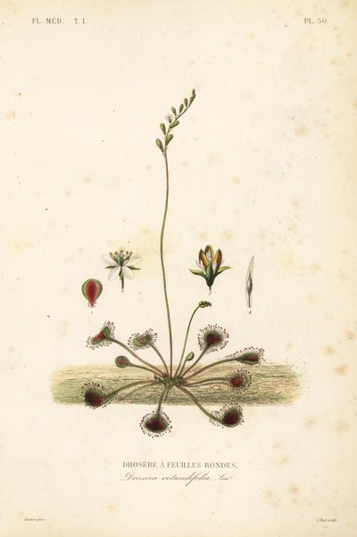 Drosera a foglie rotonde da Unbekannt