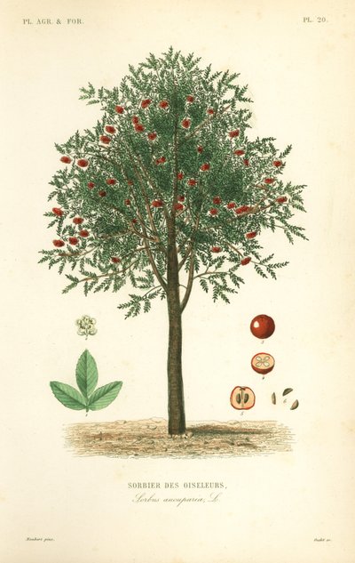 Sorbo degli uccellatori, Sorbus aucuparia da Unbekannt