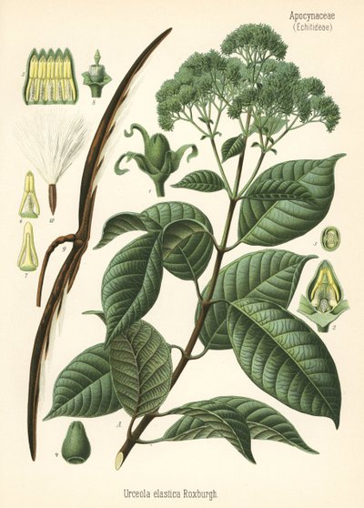 Albero della gomma, Urceola elastica da Unbekannter Künstler