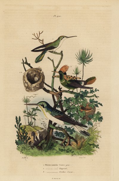 Colibrì dalla coda ruggine, Amazilia tzacatl, coquette crestato, Lophornis ornatus, e colibrì dalle orecchie nere, Heliothryx auritus da Unbekannt