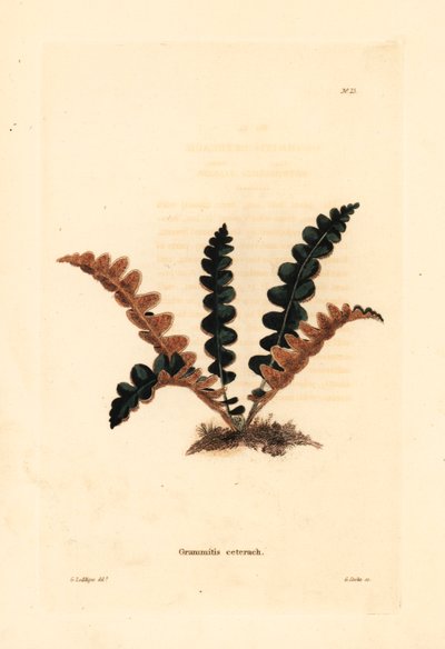 Felce rugginosa, Ceterach officinarum (Grammitis ceterach). Incisione a rame colorata a mano di George Cooke da George Loddiges dal 
