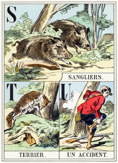 S T U: Cinghiale, Terrier, Un incidente - L