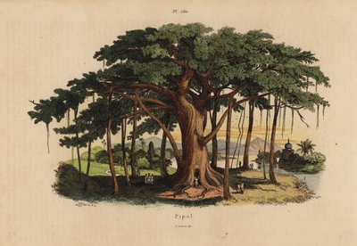 Fico sacro o albero peepal, Ficus religiosa da Unbekannt