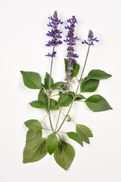 Salvia longispicata (s) farinacea/Big Blue/Salvia Ibrida da Unbekannt