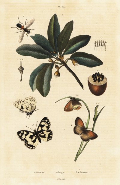 Sapodilla e falene da Unbekannter Künstler