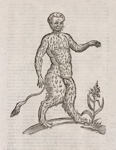 Satyri altera species da Unbekannt