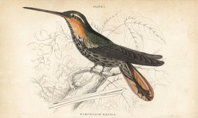 Colibrì a becco seghettato, Ramphodon naevius. Incisione a mano colorata da William Lizars dal libro di Sir William Jardine