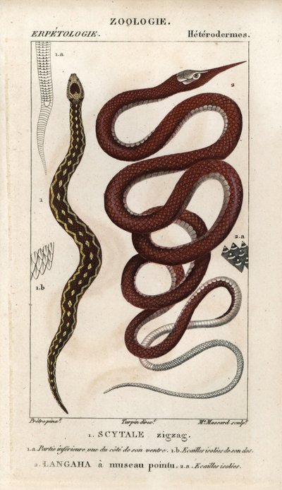 Vipera a squame seghettate, scytale zigzag, Echis carinatus, e serpente foglia di Madagascar, langaha a punta, Langaha madagascariensis da Unbekannter Künstler