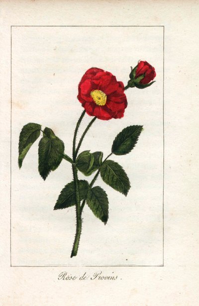Rosa scarlatta di Provenza (incisione) da Unbekannter Künstler
