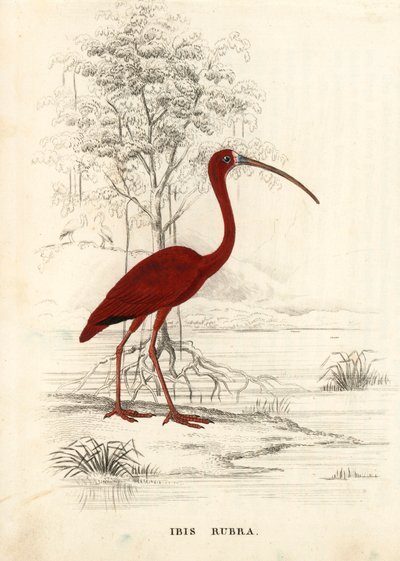 Ibis scarlatto, Eudocimus ruber (Ibis rubra). Incisione su acciaio colorata a mano dalla 