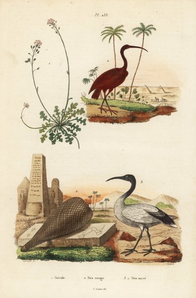 Ibis scarlatto, Eudocimus ruber, ibis sacro africano, Threskiornis aethiopicus, e iberis, Iberis sempervirens da Unbekannt