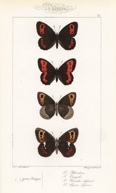 Scotch argus, Erebia aethiops, large ringlet, Erebia euryale, autumn ringlet, Erebia neoridas (ventrale), e Arran brown, Erebia ligea (ventrale) da Unbekannter Künstler
