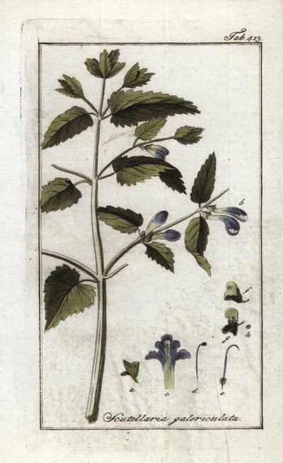 Scutellaria galericulata da Unbekannter Künstler