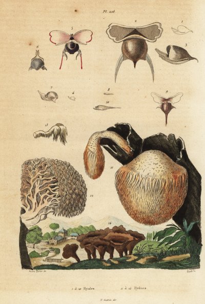 Lumache di mare, Diacavolinia limbata e Diacria trispinosa, e funghi Hydnum, fungo riccio, Hydnum repandum, fungo corallo, Hericium coralloides, ecc. da Unbekannt