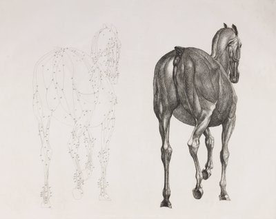 Secondo strato sezionato di un cavallo, vista posteriore da Unbekannt