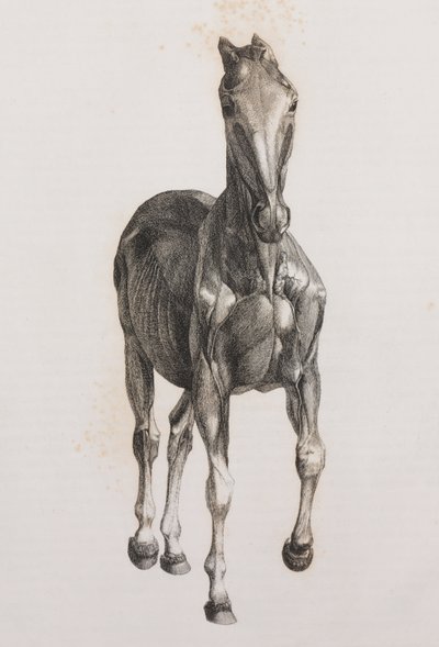 Secondo strato dissezionato di un cavallo, vista frontale da Unbekannt