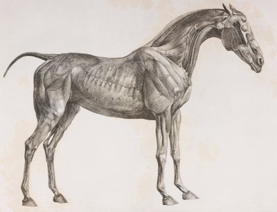 Secondo strato sezionato di un cavallo, vista laterale da Unbekannt