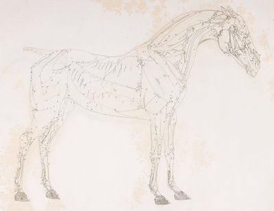 Secondo strato dissezionato di un cavallo, vista laterale da Unbekannt