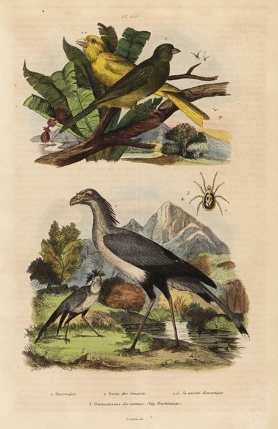 Uccello segretario, Sagittarius serpentarius, canarini selvatici e domestici, Serinus canaria da Unbekannt