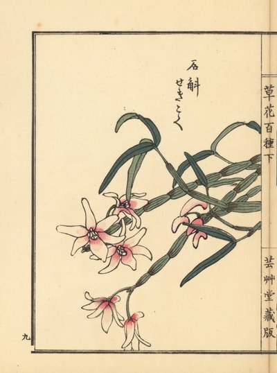 Sekkoku, dendrobium di Mohl o orchidea di pietra giapponese, Dendrobium moniliforme. Incisione a mano colorata su blocco di legno di Kono Bairei dal libro Kusa Bana Hyakushu (Cento varietà di fiori), Tokyo, Yamada da Unbekannter Künstler