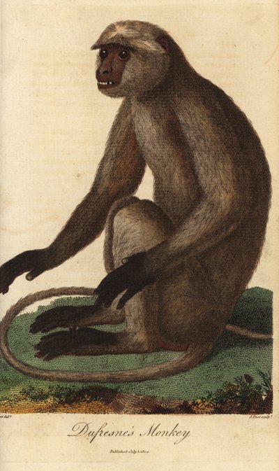 Semnopithecus entellus - Langur grigio o langur di Hanuman da Unbekannter Künstler