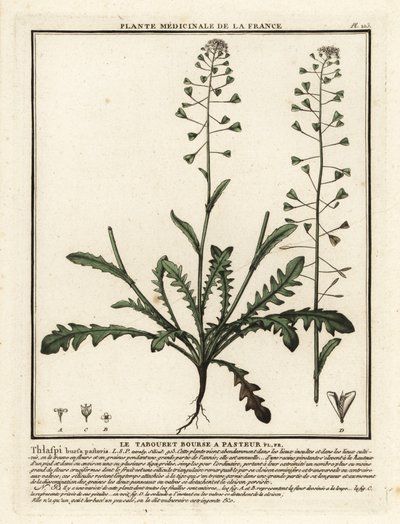 Capsella bursa-pastoris da Unbekannter Künstler